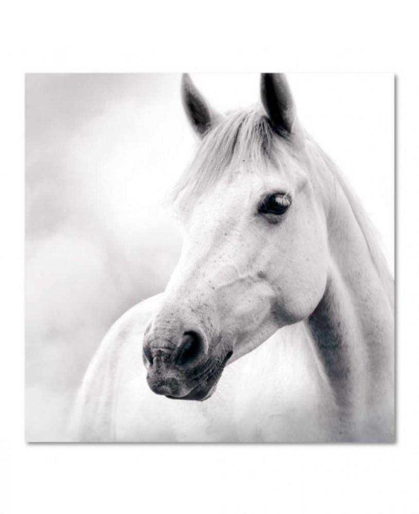 Photo de Toile cheval blanc 60x60