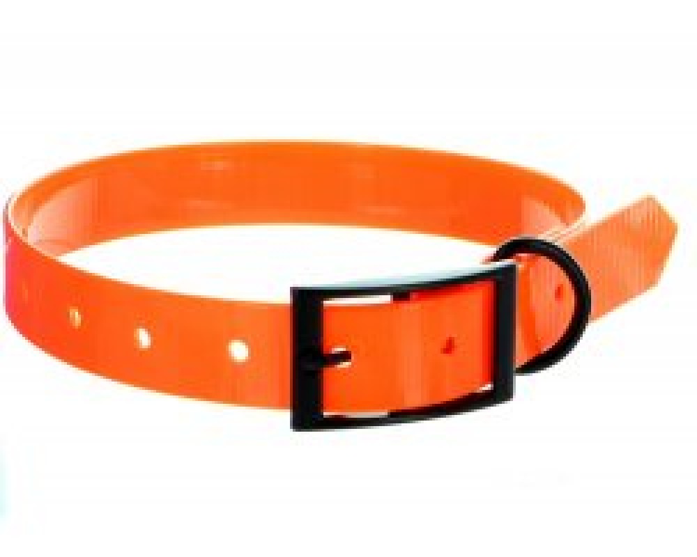 Photo de Collier pour chien longeu