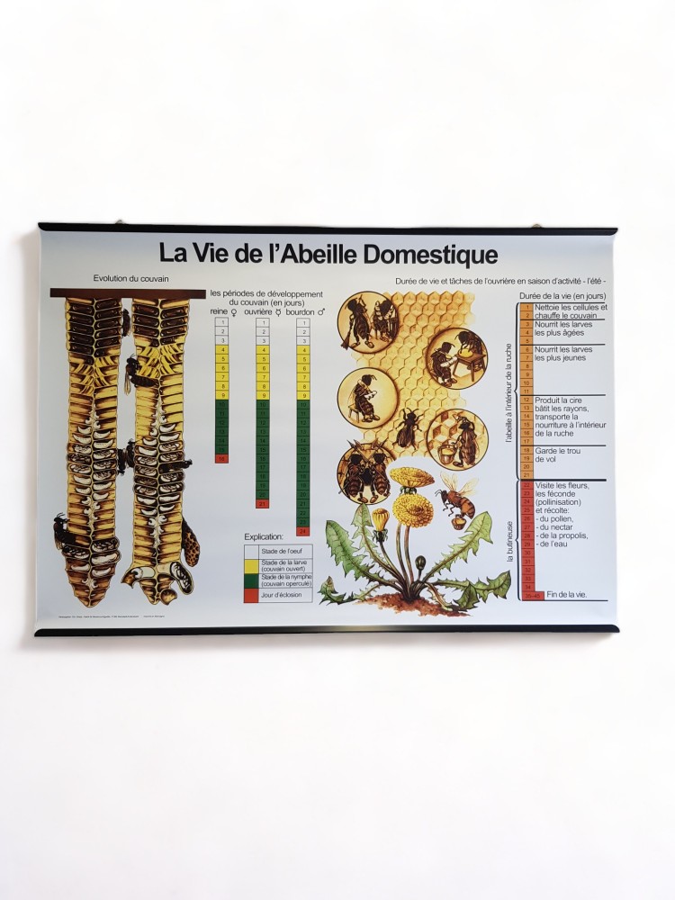 Panneau didactique "La vie de l'abeille" Français