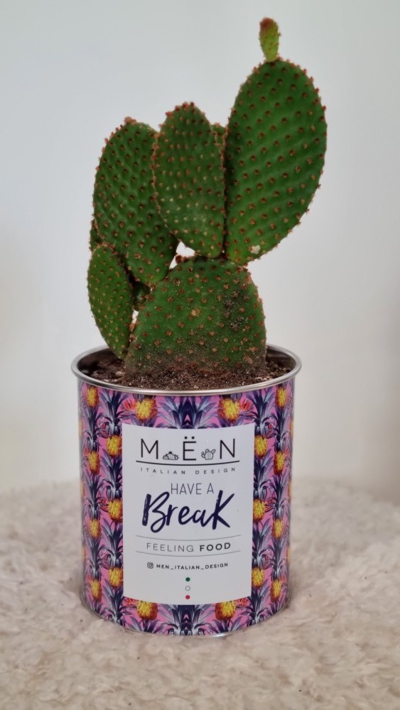 Cactus déco